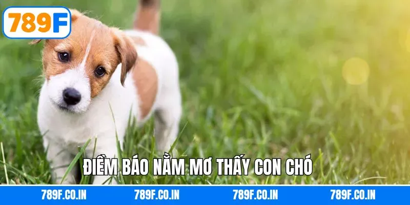 Giải mã về hiện tượng gặp chó trong giấc mộng