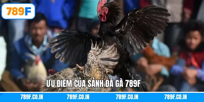 Điểm qua ưu điểm nổi trội về sảnh giải trí đá gà 789F