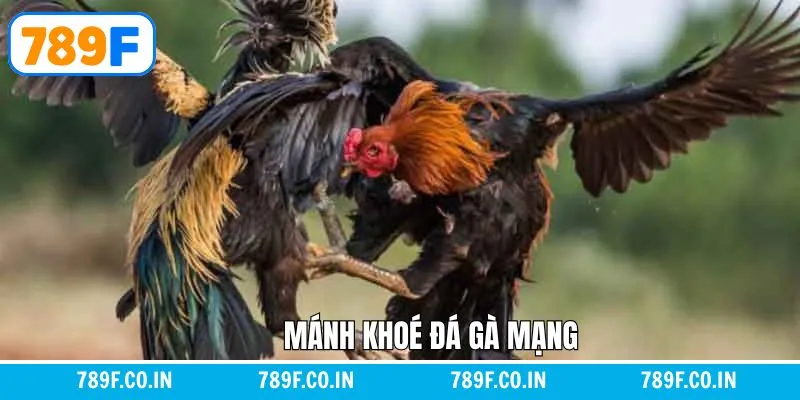 Giải Mã Chi Tiết Giấc Mơ Thấy Con Chó Đánh Con Gì Chuẩn Nhất 14 Mánh Khóe Đá Gà Mạng – Bật Mí Thủ Thuật Hay Cho Kê Thủ